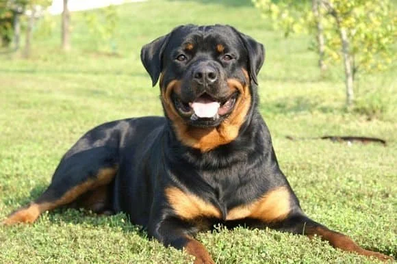 German Rottweiler on Grass