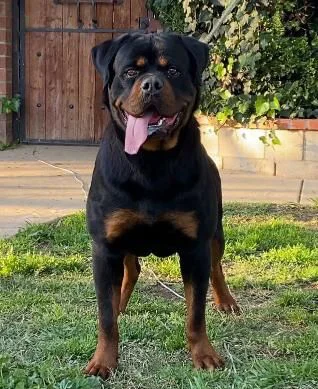 German Rottweiler