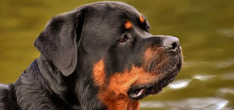 German Rottweilers in Therapy and Service Work: Loyalty, Strength, and Heart