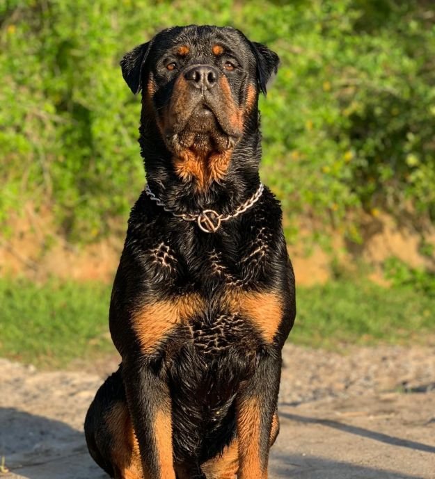 AKC Champion Rottweilers